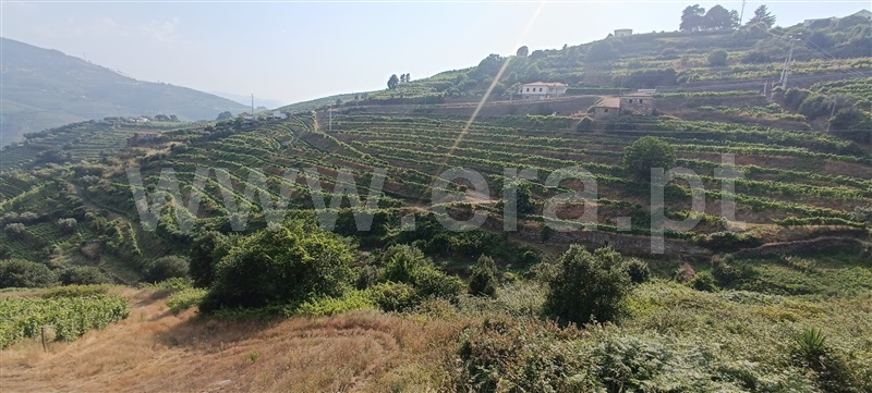 Quinta  Mesão Frio, Cidadelhe - 1485002 - 14