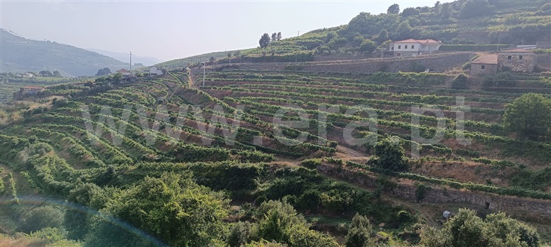Quinta  Mesão Frio, Cidadelhe - 1485002 - 16