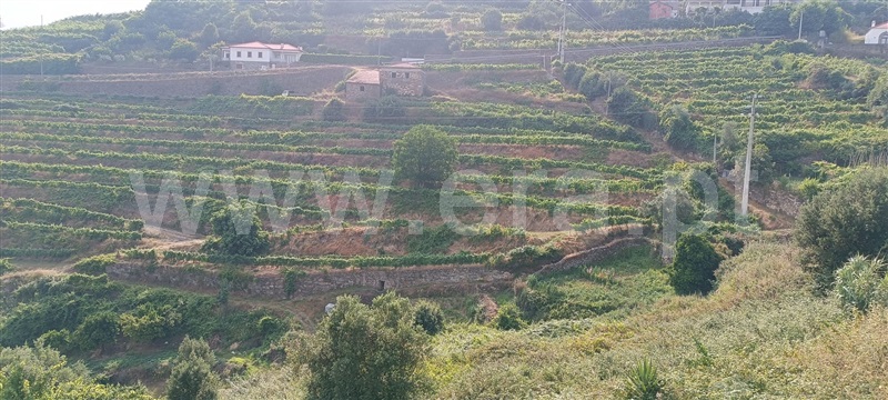 Quinta  Mesão Frio, Cidadelhe - 1485002 - 17