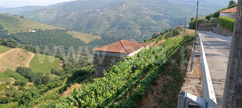 Quinta  Mesão Frio, Cidadelhe - 1485002 - 20