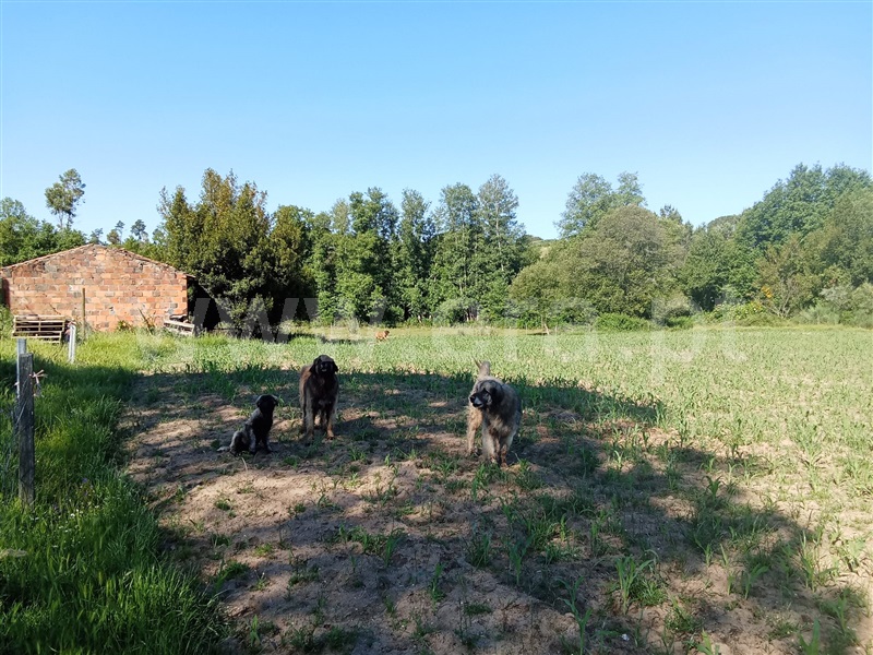 Quinta  Nelas, Carvalhal Redondo e Aguieira - 1484113 - 7