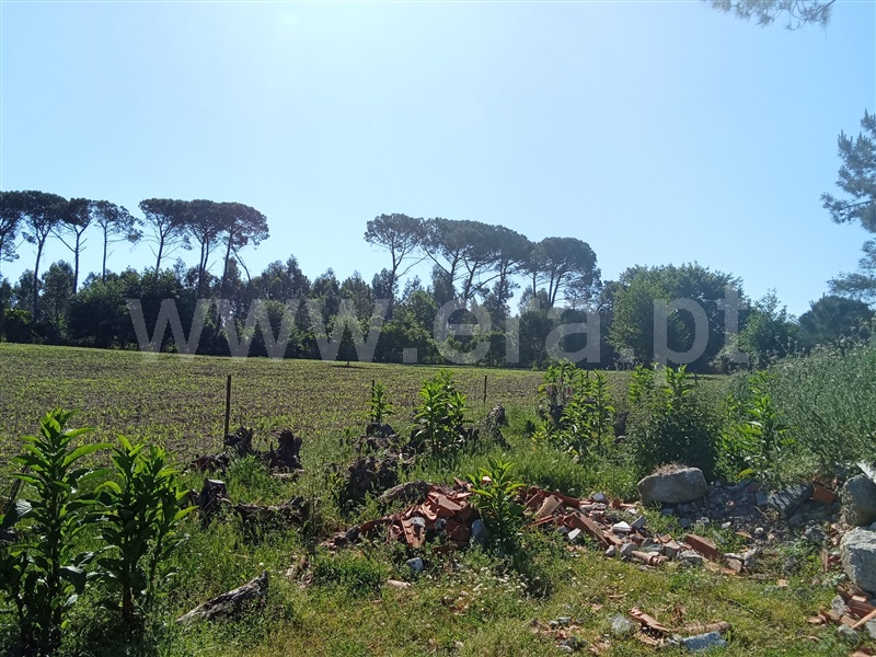 Quinta  Nelas, Carvalhal Redondo e Aguieira - 1484113 - 10
