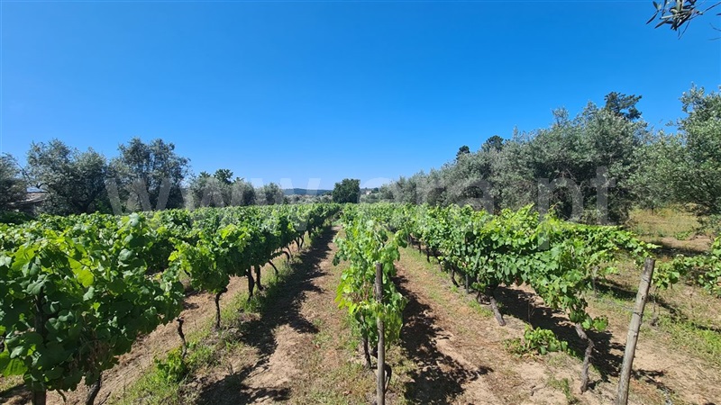 Quinta / Nelas, Santar e Moreira