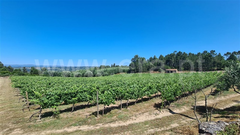 Quinta / Nelas, Santar e Moreira