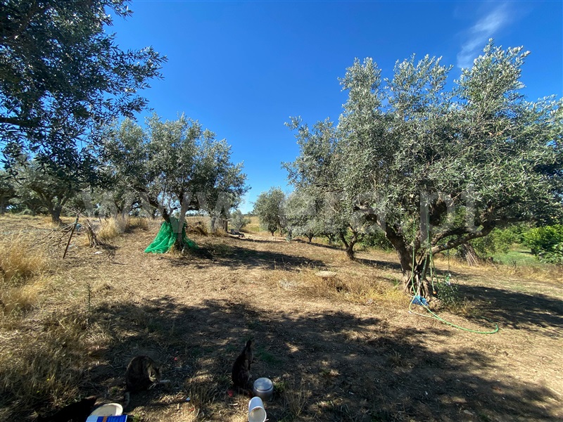 Quinta  Nisa, Nisa - 1415403 - 36