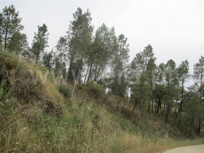 Quinta  Nisa, Santana - 1250507 - 22