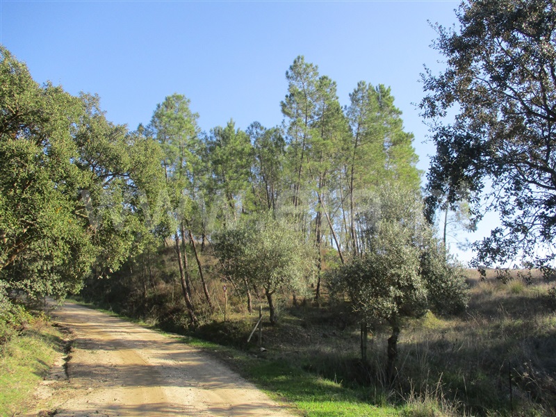 Quinta  Nisa, Santana - 1250507 - 23