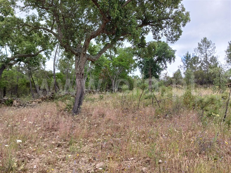 Quinta  Nisa, Monte Pardo - 1406663 - 2