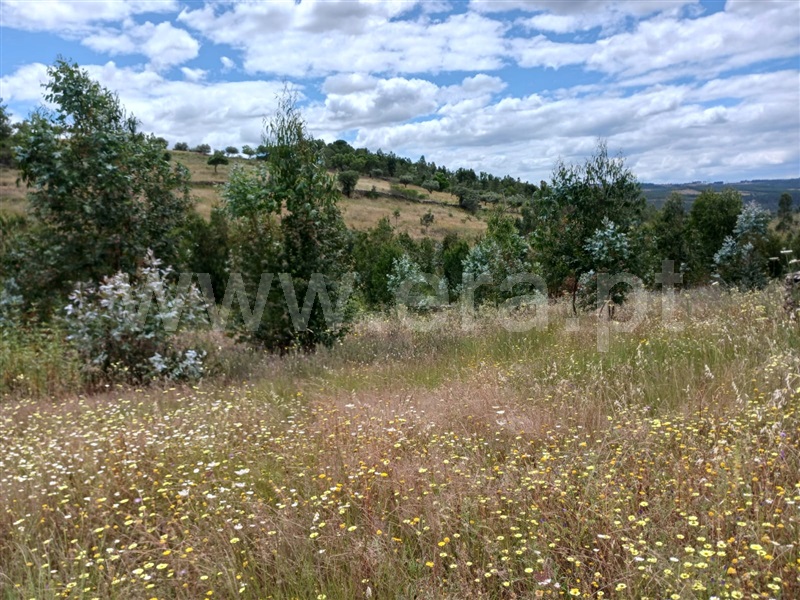 Quinta  Nisa, Monte Pardo - 1406663 - 5
