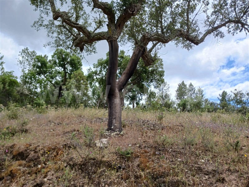 Quinta  Nisa, Monte Pardo - 1406663 - 12