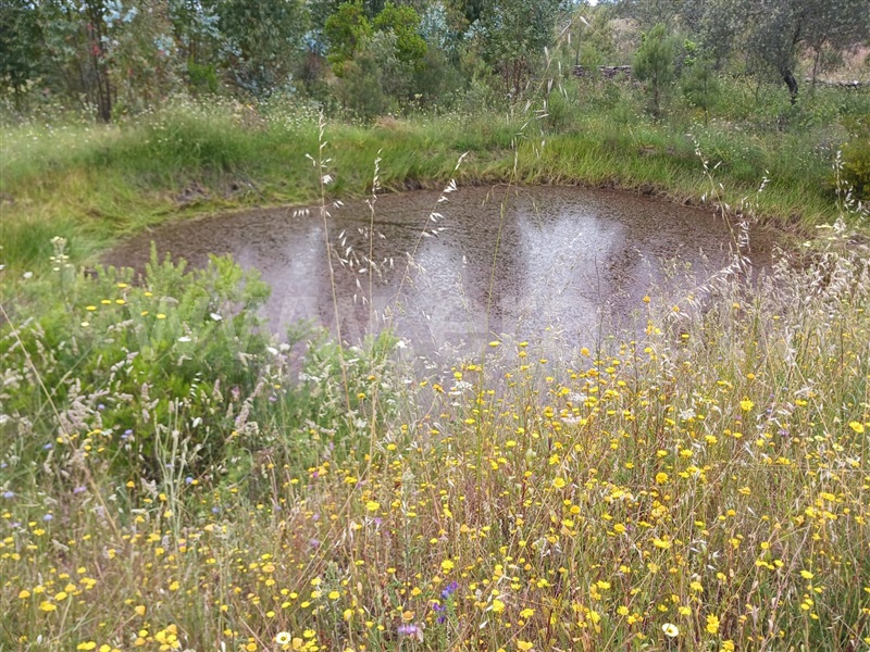 Quinta  Nisa, Monte Pardo - 1406663 - 13