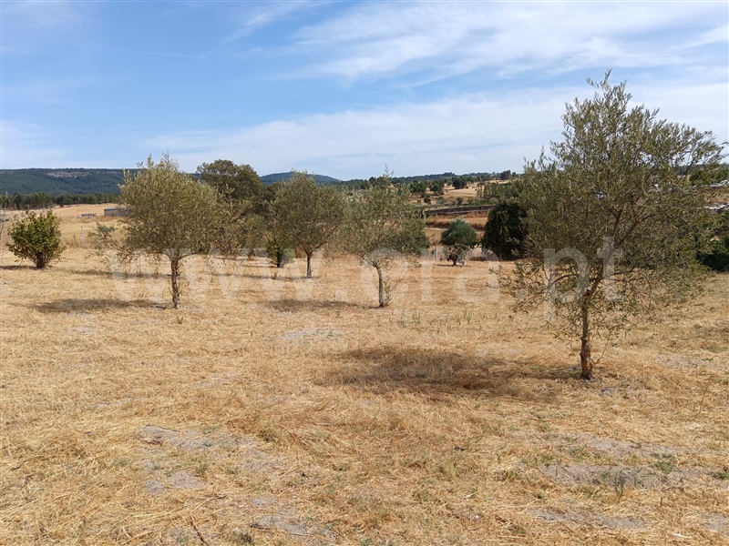 Quinta  Nisa, Santana - 1497805 - 6