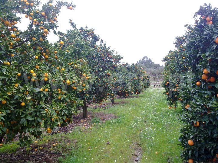 Quinta / Nisa, São Matias