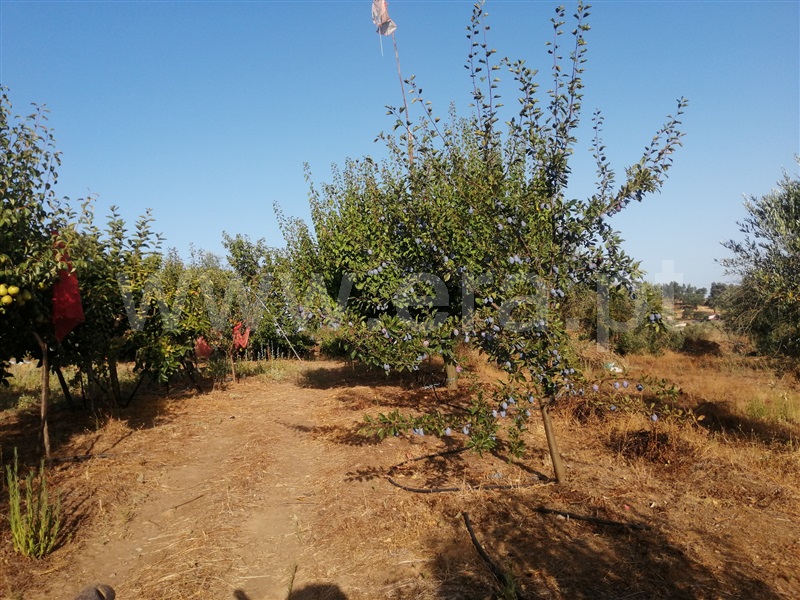 Quintinha  Nisa, S. Matias (Nisa) - 1506861 - 2