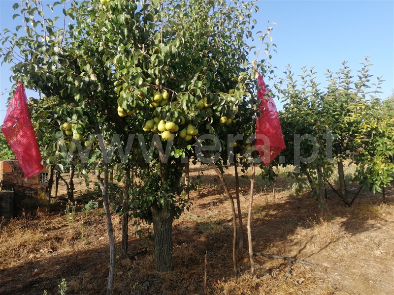 Quintinha  Nisa, S. Matias (Nisa) - 1506861 - 4