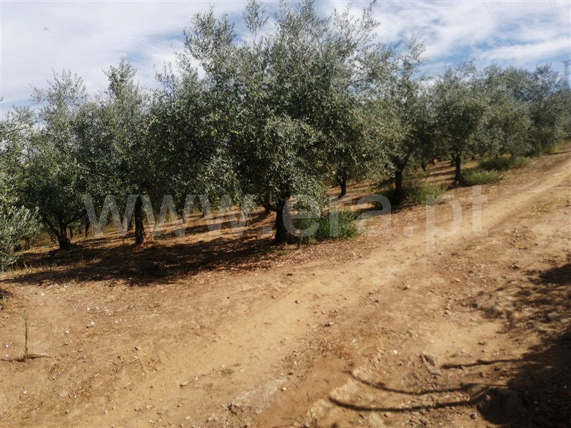 Quintinha  Nisa, S. Matias (Nisa) - 1506861 - 6