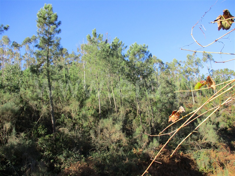 Terreno  Oleiros, Cambas - 1236132 - 8