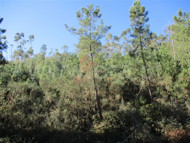 Terreno  Oleiros, Cambas - 1236132 - 9