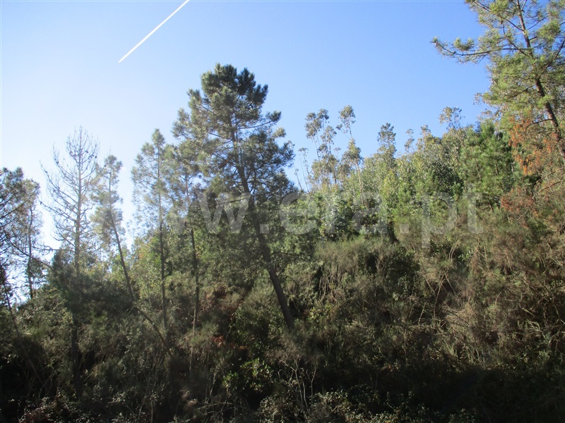 Terreno  Oleiros, Cambas - 1236132 - 10