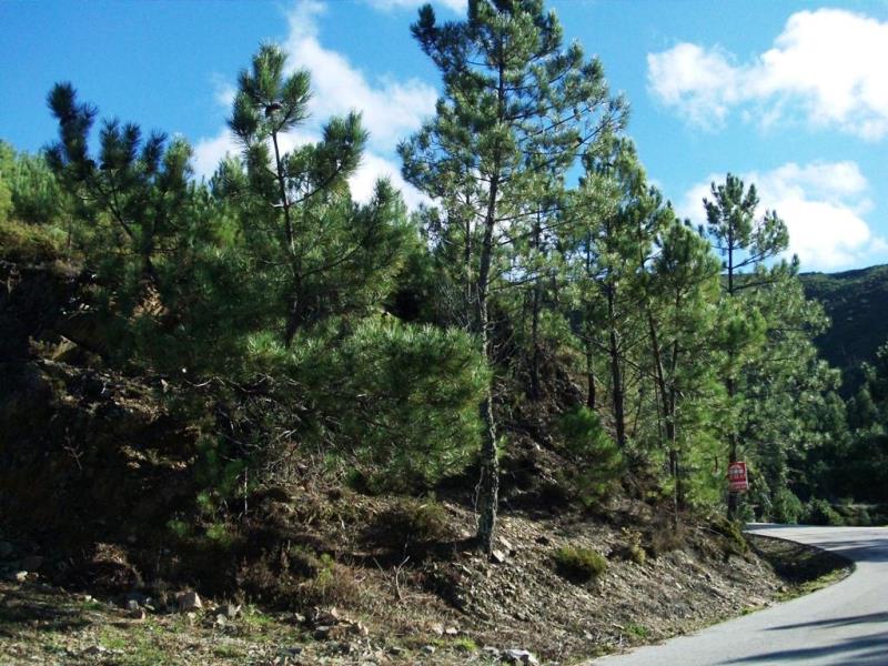 Quinta / Oleiros, Rabaceiras