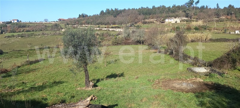 Quinta  Oliveira do Hospital, Avô - 1126977 - 11