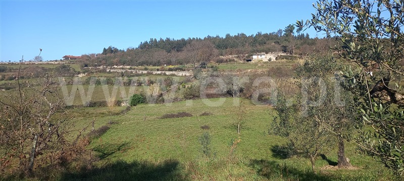 Quinta  Oliveira do Hospital, Avô - 1126977 - 13