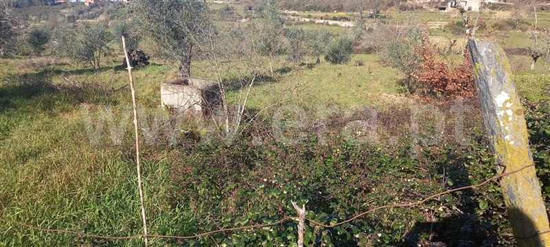 Quinta  Oliveira do Hospital, Avô - 1126977 - 22