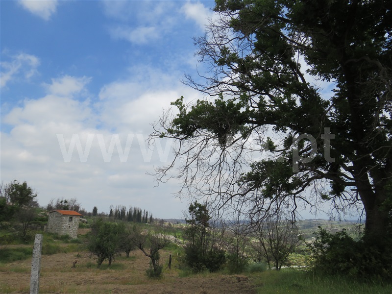 Quinta  Oliveira do Hospital, Ervedal da Beira - 999047 - 3