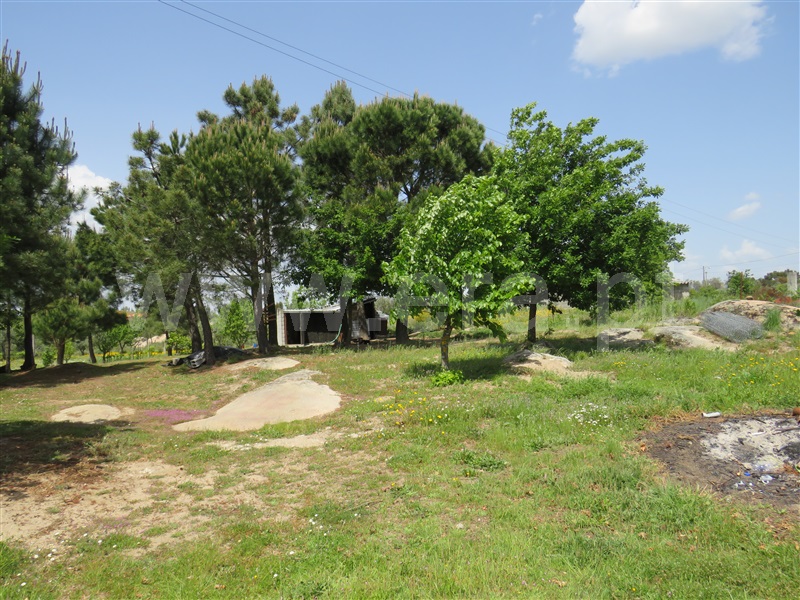 Quinta  com Agrícola Oliveira do Hospital, Seixo da Beira - 1246171 - 11