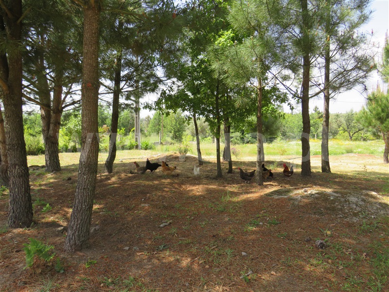 Quinta  com Agrícola Oliveira do Hospital, Seixo da Beira - 1246171 - 14
