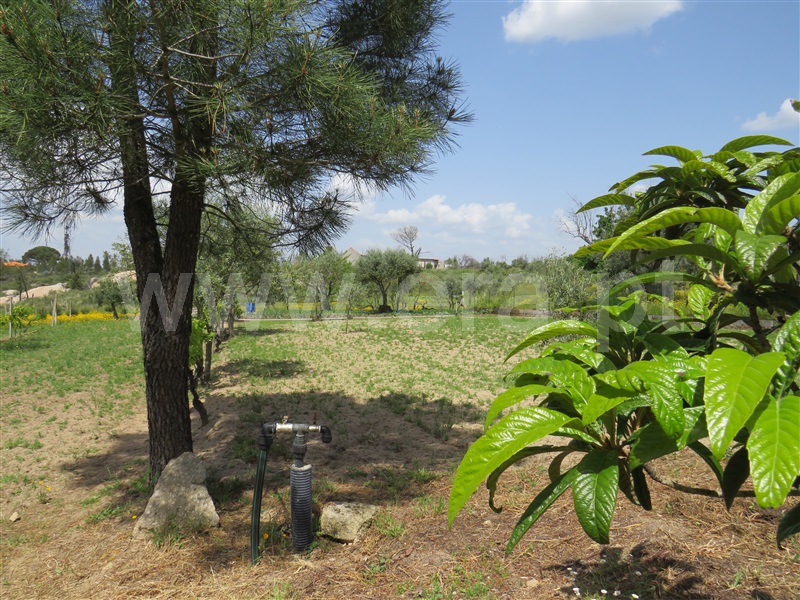 Quinta  com Agrícola Oliveira do Hospital, Seixo da Beira - 1246171 - 15