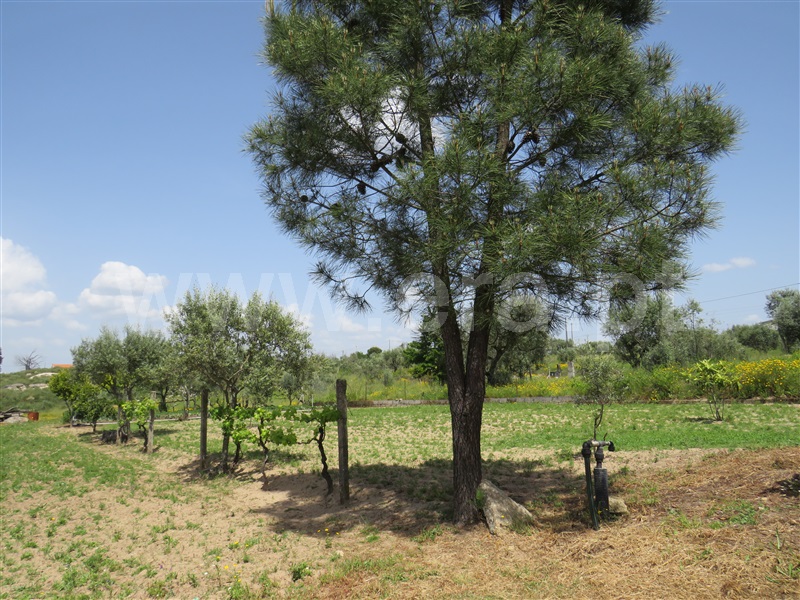 Quinta  com Agrícola Oliveira do Hospital, Seixo da Beira - 1246171 - 17