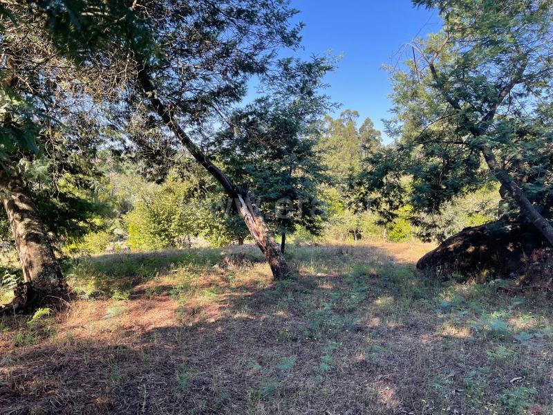 Quinta  com Agrícola Penalva do Castelo, Real - 1416832 - 5