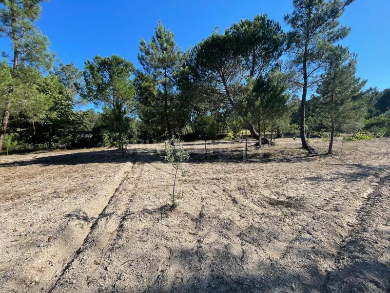 Quinta  com Agrícola Penalva do Castelo, Real - 1416832 - 11