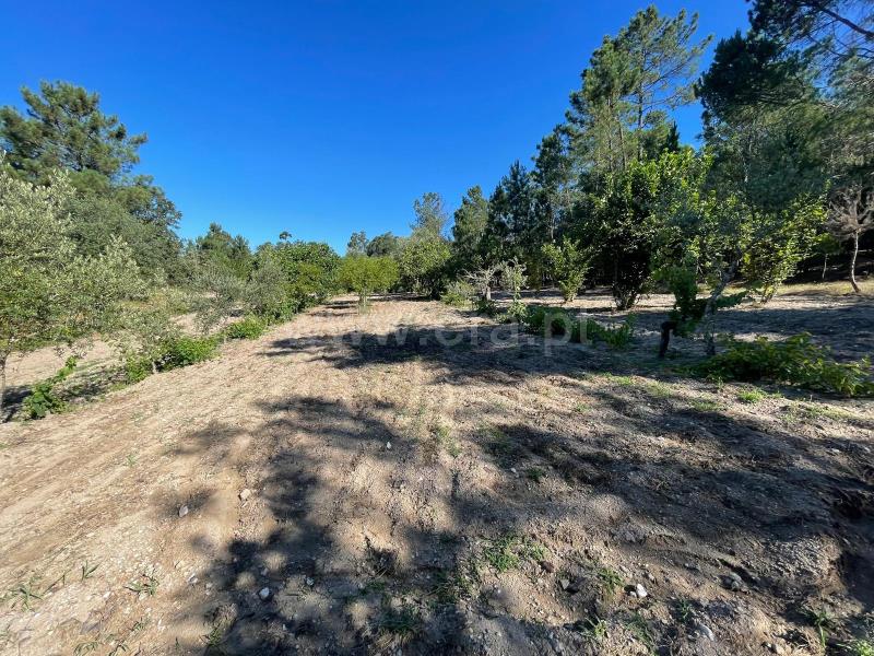 Quinta  com Agrícola Penalva do Castelo, Real - 1416832 - 13
