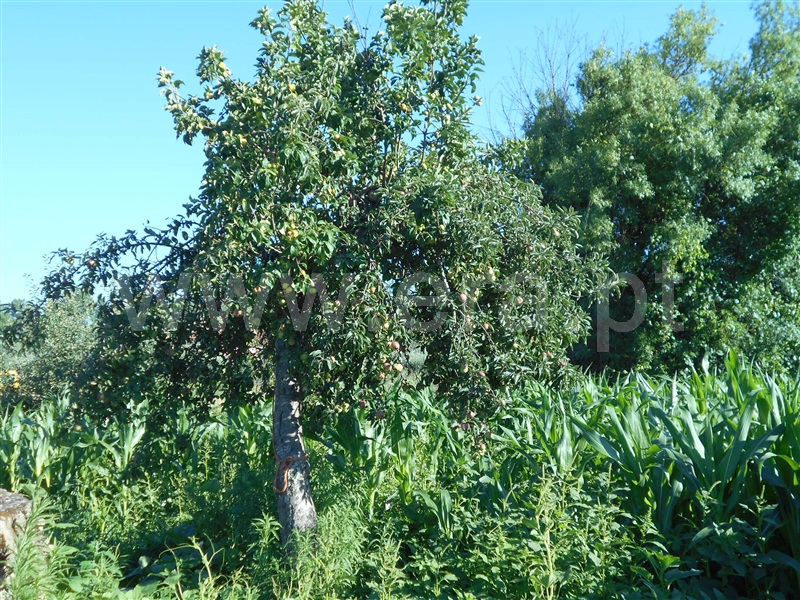 Quinta  Penamacor, Aldeia do Bispo - 1418202 - 10