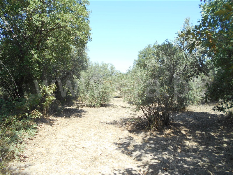 Quinta  Penamacor, Aldeia do Bispo - 1426597 - 1