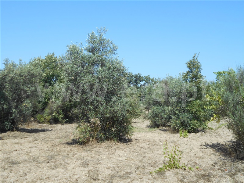 Quinta  Penamacor, Aldeia do Bispo - 1426597 - 2