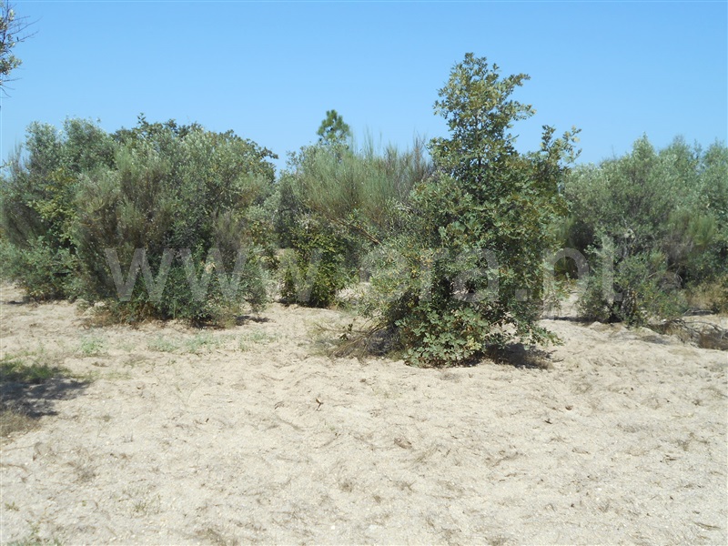 Quinta  Penamacor, Aldeia do Bispo - 1426597 - 3