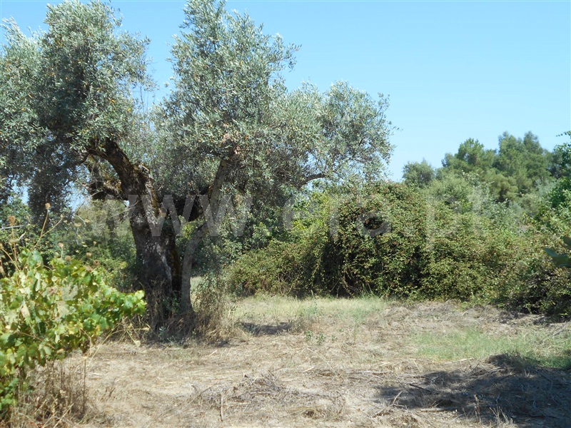Quinta  Penamacor, Aldeia do Bispo - 1426597 - 5