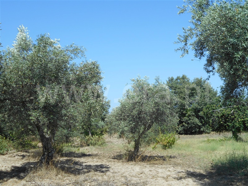Quinta  Penamacor, Aldeia do Bispo - 1426597 - 6