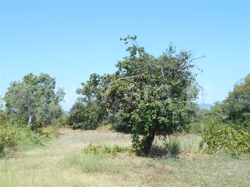 Quinta  Penamacor, Aldeia do Bispo - 1426597 - 7