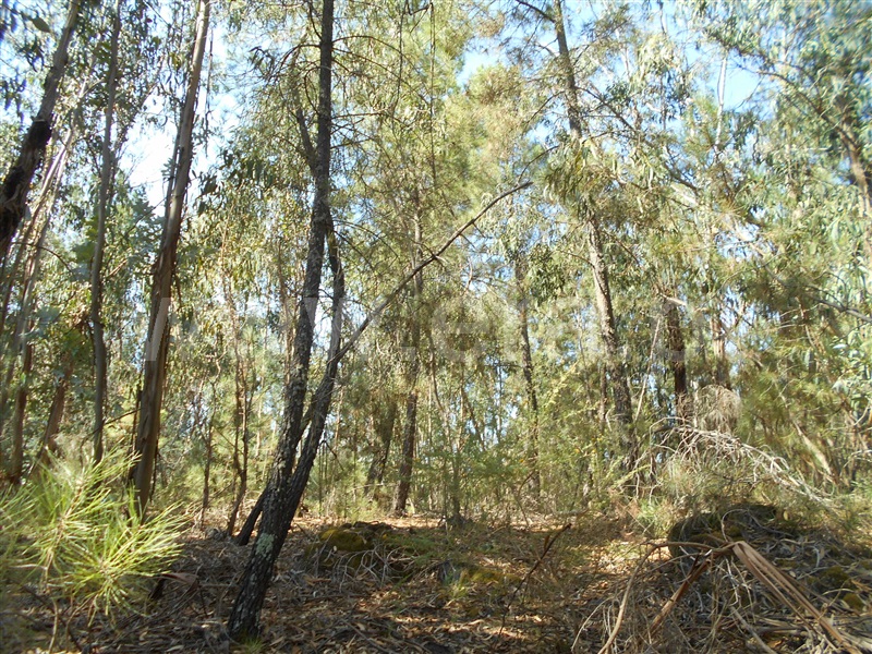 Quinta  Penamacor, Aldeia do Bispo - 1426599 - 7
