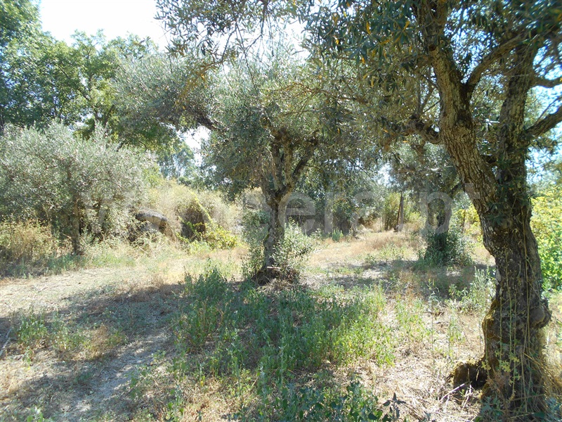Quinta  Penamacor, Aldeia do Bispo - 1426599 - 8