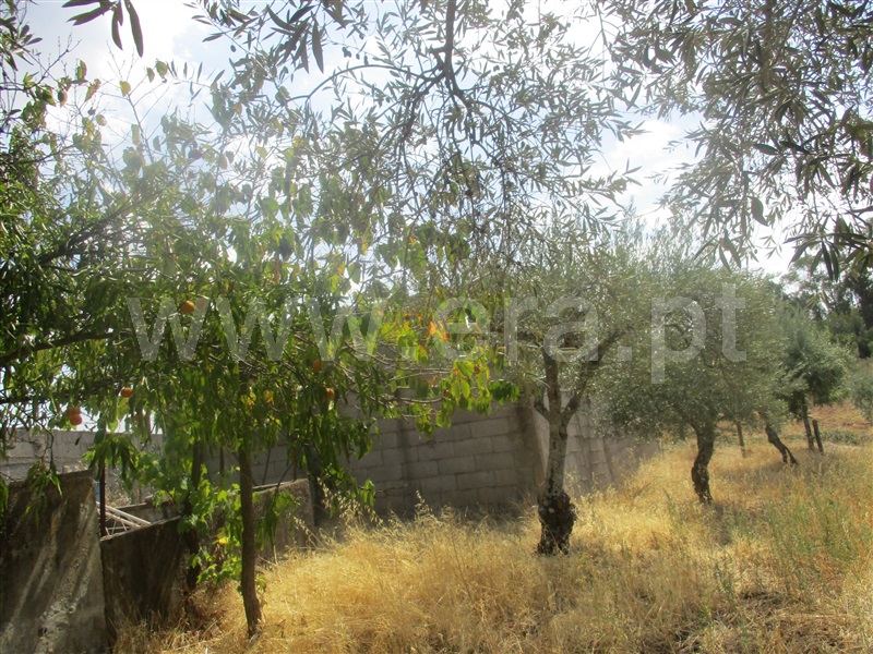 Quinta  Penamacor, Aranhas - 1038588 - 8
