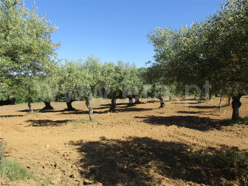 Quinta  Penamacor, Aranhas - 1176468 - 5
