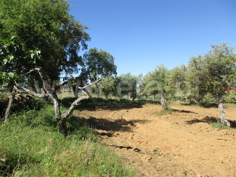 Quinta  Penamacor, Aranhas - 1176468 - 7