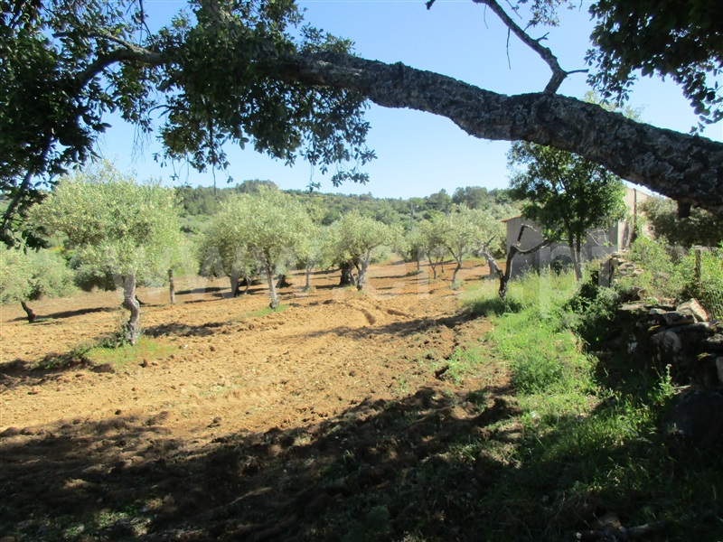 Quinta  Penamacor, Aranhas - 1176468 - 10