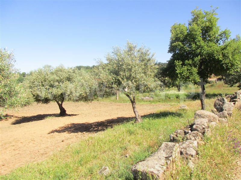 Quinta  Penamacor, Aranhas - 1176468 - 15
