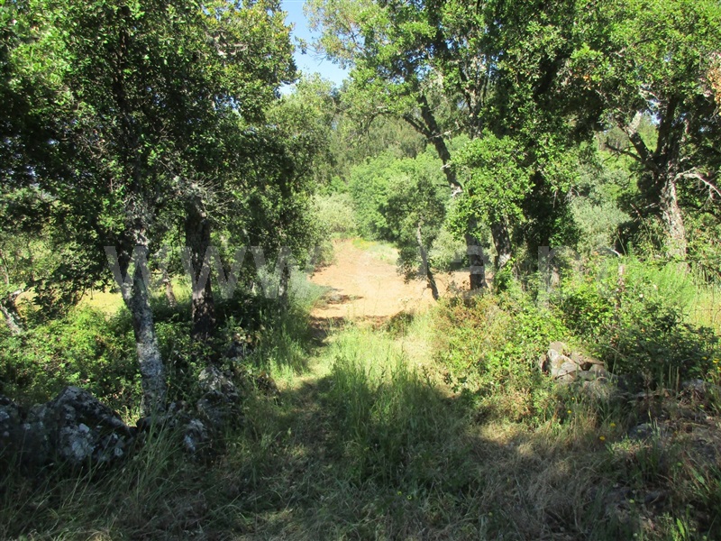 Quinta  Penamacor, Aranhas - 1176468 - 19